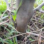 Betula humilis Bark