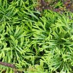 Lycopodium × zeilleri Elinympäristö