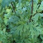 Aconitum degenii Blatt