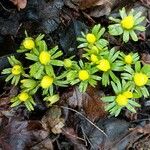 Eranthis hyemalis Habit