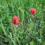 Castilleja miniata Flor