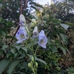 Aconitum variegatum Kvet