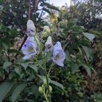 Aconitum variegatum Цвят