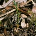 Fitzroya cupressoides Yeri