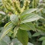 Acalypha alopecuroidea Leaf