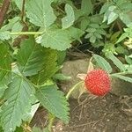 Rubus fraxinifolius Fruit