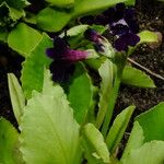 Primula frondosa Leaf