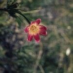 Anemone multifida 花