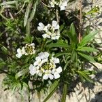 Iberis ciliata Flower