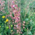 Rumex scutatusFlors