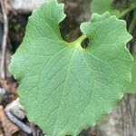 Doronicum columnae Leaf