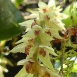 Bulbophyllum nutans Flower