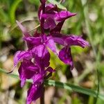 Dactylorhiza traunsteineri Kwiat