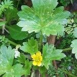 Ranunculus muricatus Leaf