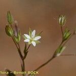 Minuartia mediterranea