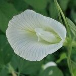 Clitoria ternatea Blüte