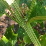 Chenopodiastrum hybridum 樹皮