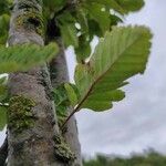 Sorbus mougeotii Levél