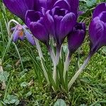 Crocus vernus برگ