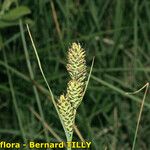 Carex buxbaumii Плід