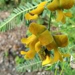 Sesbania sericea Flower