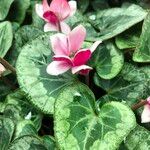 Cyclamen spp. പുഷ്പം