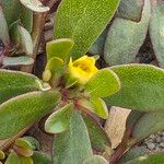 Portulaca oleracea Blomst