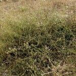 Plumbago europaea Habit