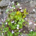 Cymbalaria muralis Virág