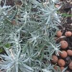 Helichrysum italicum ഇല