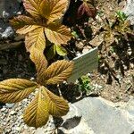 Rodgersia podophylla Levél