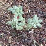 Euphorbia mammillaris Leaf
