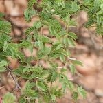 Acacia gummifera Hábito