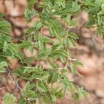 Acacia gummifera عادت داشتن