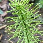 Equisetum pratense برگ