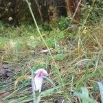 Colchicum alpinumFlower