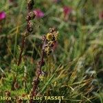 Artemisia atrata Blomma