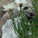 Centaurea cheiranthifolia Natur