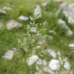 Poa alpina موطن