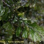 Hymenophyllum wilsonii Outro