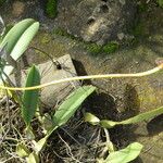 Bulbophyllum schinzianum Habit