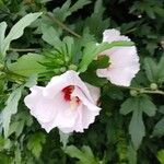 Hibiscus syriacus花