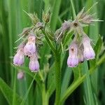 Symphytum asperum Flower