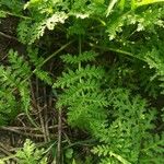 Phacelia tanacetifolia Hostoa