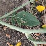 Hirschfeldia incana Leaf