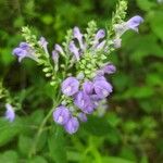 Scutellaria incana Flor