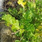 Erucastrum nasturtiifolium Blad