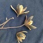 Cedrela odorata Frucht
