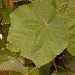 Dombeya wallichii Leaf