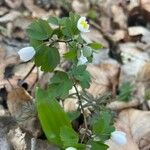 Isopyrum thalictroides पत्ता